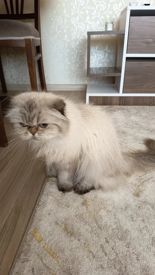 Şila — Foto 6