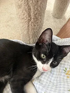 Boncuk — Kedi