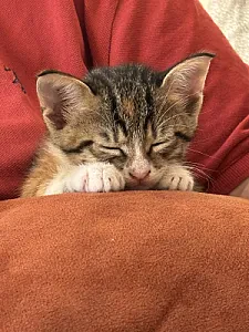 Aspet ama değiştirebilirsiniz henüz ismini öğrenmedi — Kedi