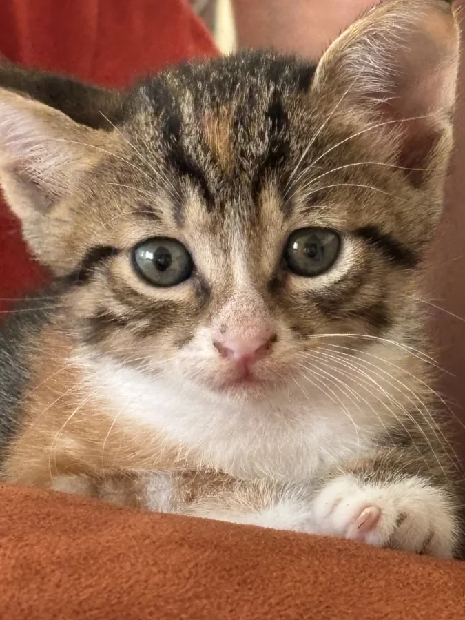 Aspet ama değiştirebilirsiniz henüz ismini öğrenmedi — Foto 3