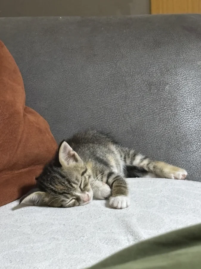 Aspet ama değiştirebilirsiniz henüz ismini öğrenmedi — Foto 4
