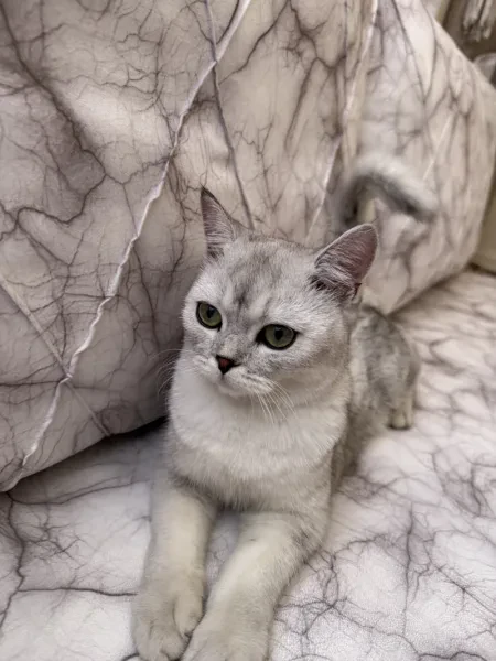 inci - Kedi - Diyarbakır sahiplendirme ilanı