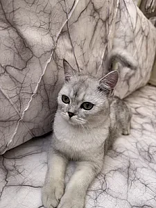 inci — Kedi
