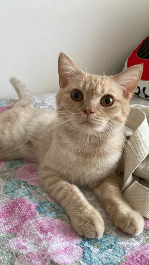 Yaman — Foto 1
