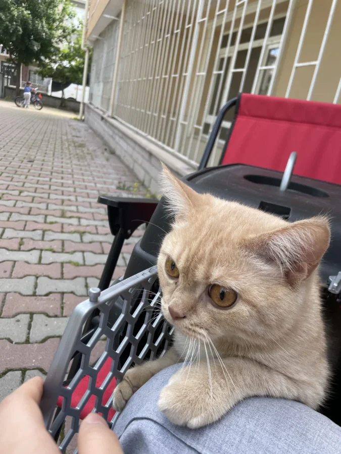 Yaman — Foto 6