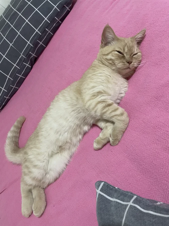 Yaman — Foto 8