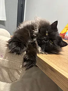 cabbar — Kedi
