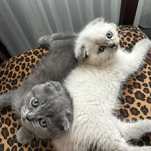 british scottish yavrular — Kedi