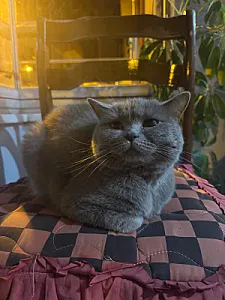 mila — Kedi