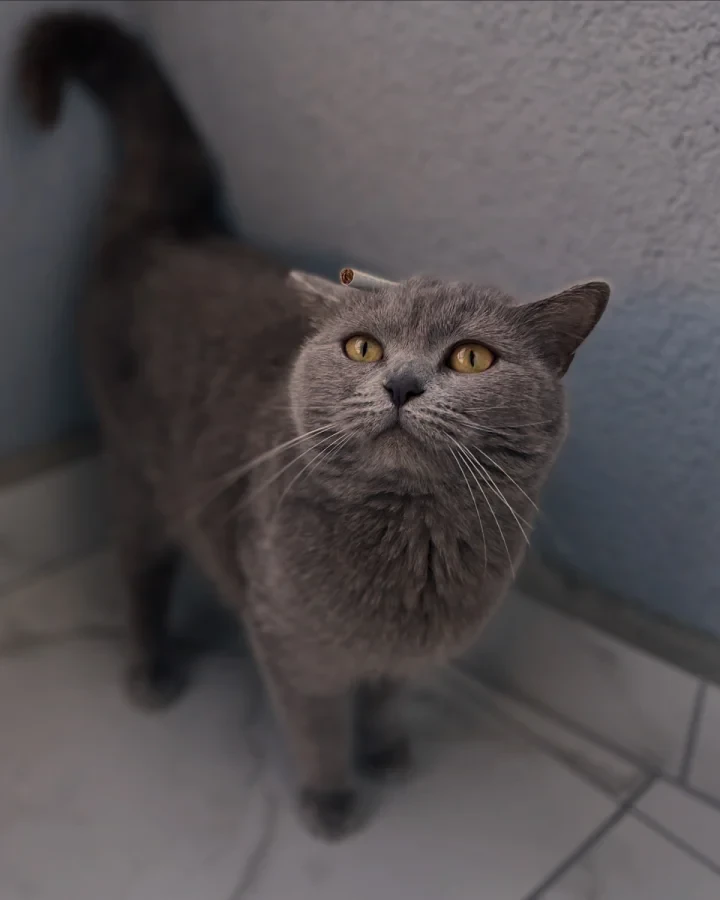 mila — Foto 2