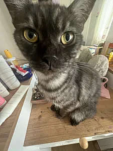 larg — Kedi