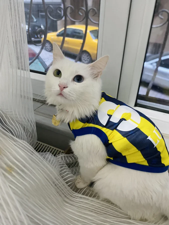 Luna — Foto 1