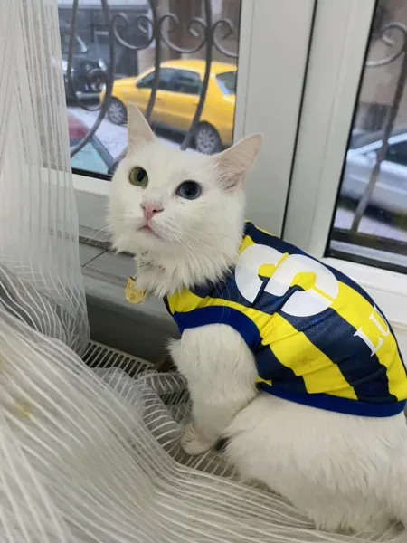 Luna - Kedi - İstanbul sahiplendirme ilanı