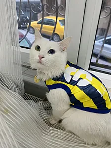 Luna — Kedi