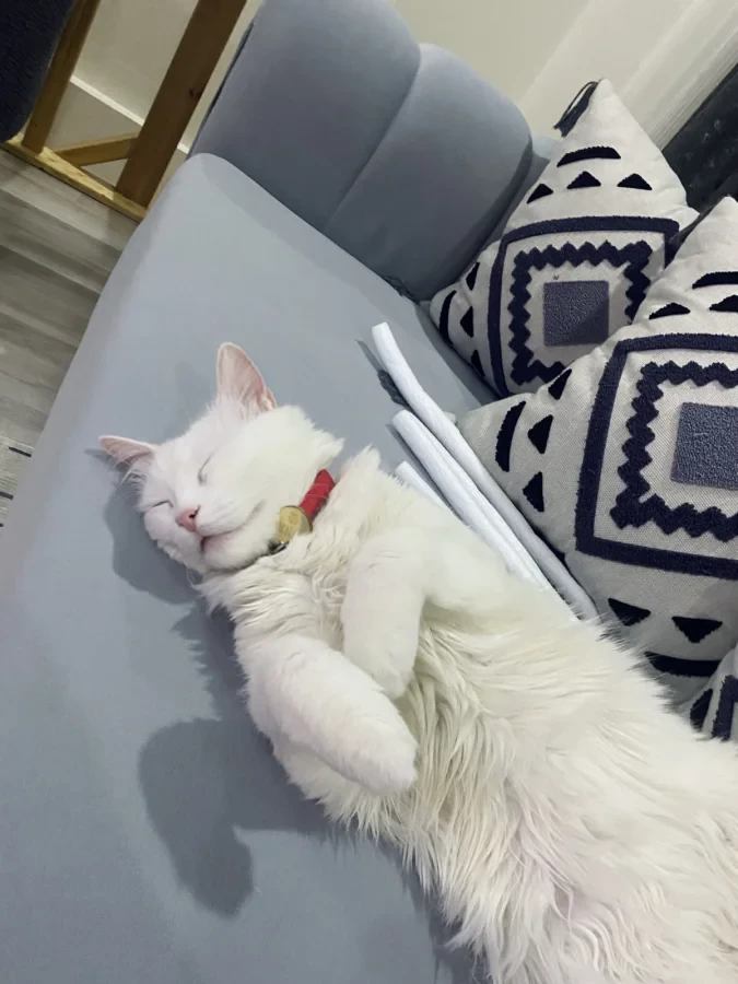Luna — Foto 2