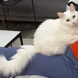 Minik — Kedi