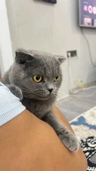 bücür - Kedi - İstanbul sahiplendirme ilanı