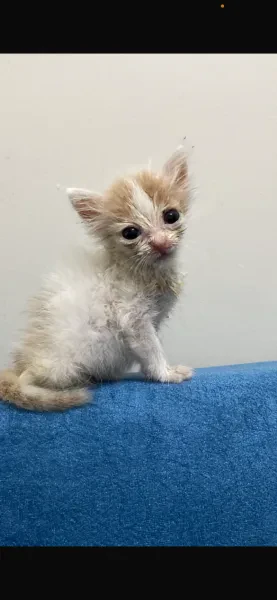 reis - Kedi - İstanbul sahiplendirme ilanı