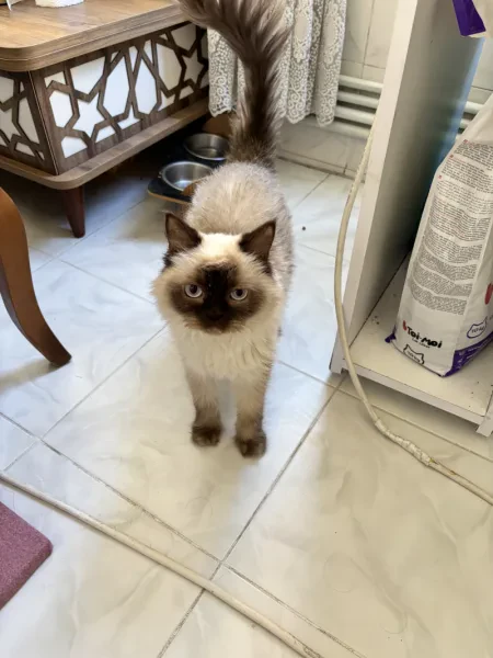 mia - Kedi - İstanbul sahiplendirme ilanı