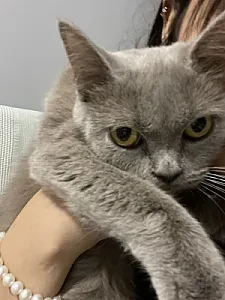 duman — Kedi