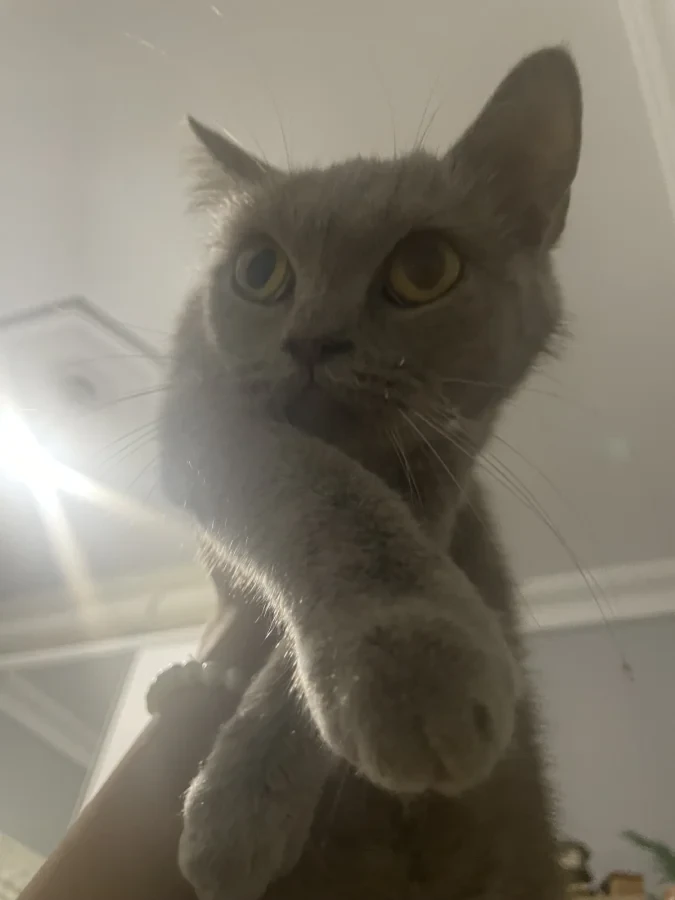 duman — Foto 2