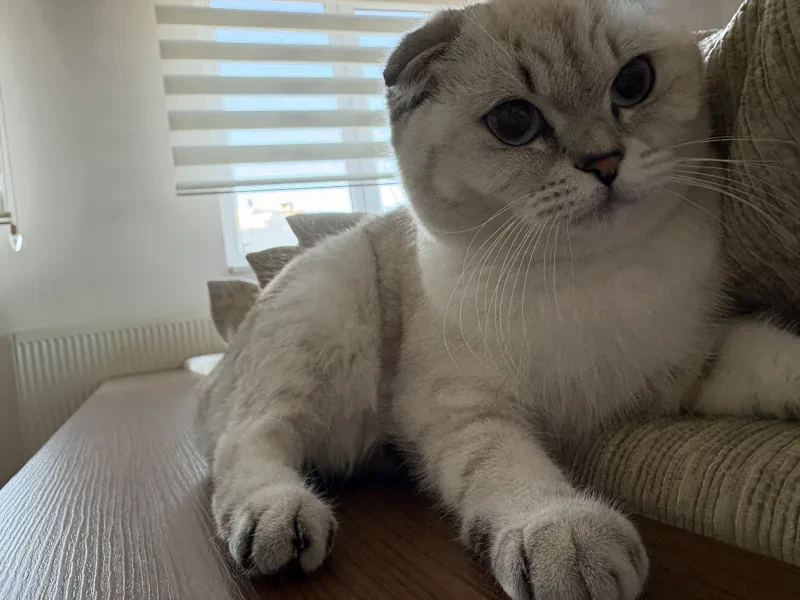 çömer - Kedi - Sakarya sahiplendirme ilanı