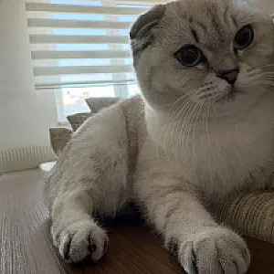 çömer — Kedi