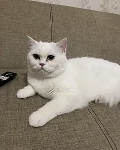 prenses — Kedi