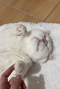 Olaf — Kedi