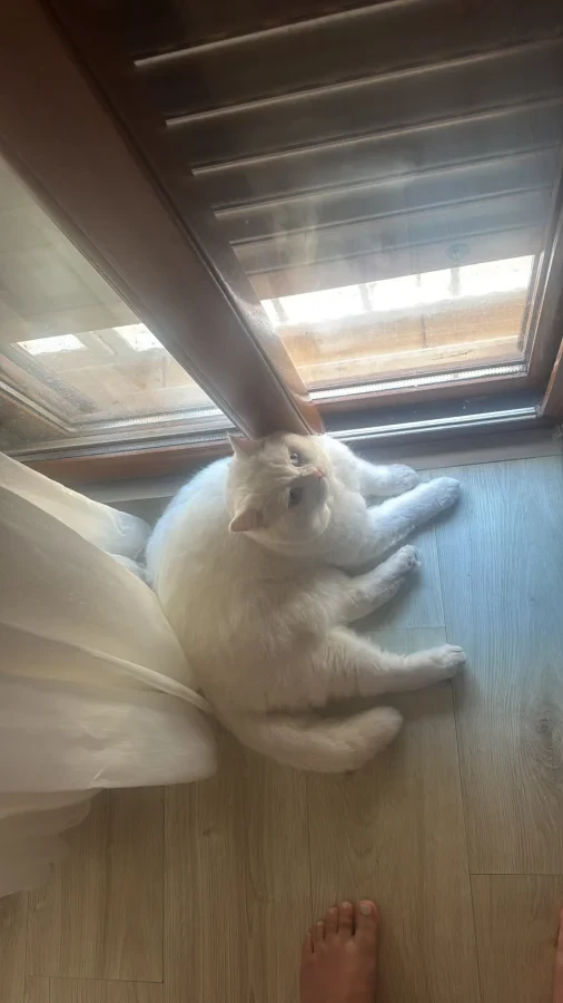 Olaf — Foto 2