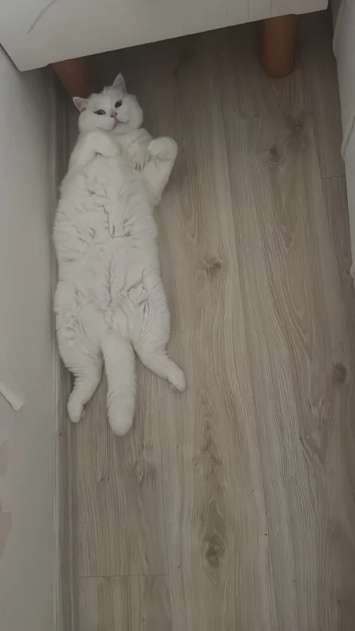 Olaf — Foto 3