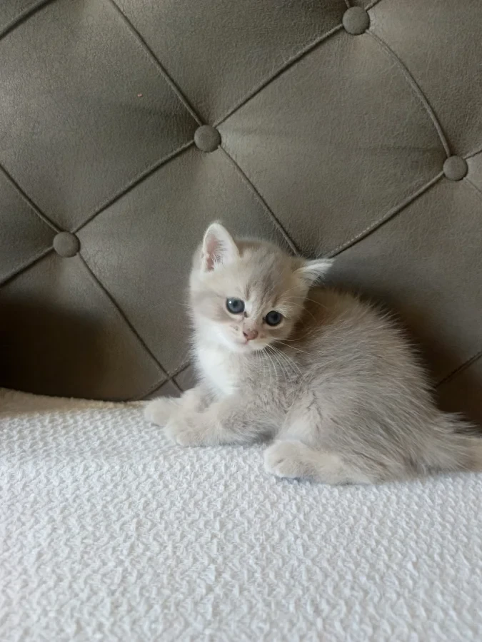 british shorthair yavrular — Foto 1