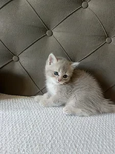 british shorthair yavrular — Kedi