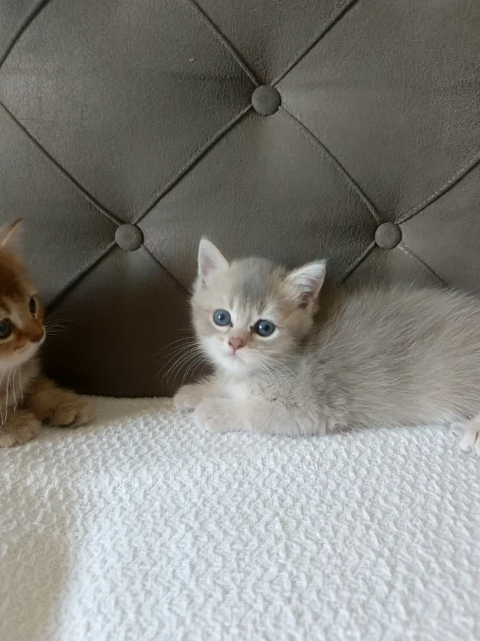 british shorthair yavrular — Foto 2