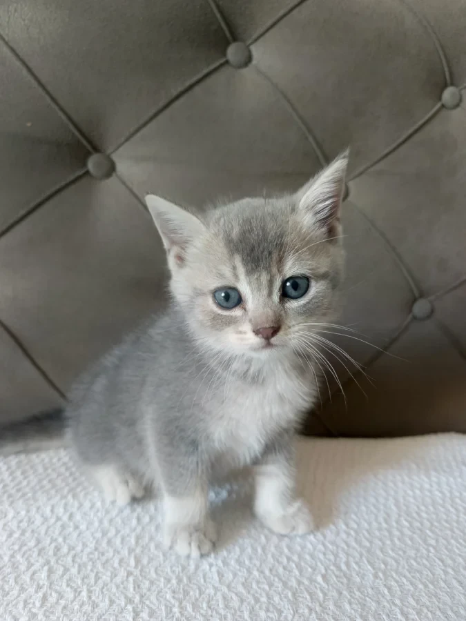 british shorthair yavrular — Foto 3