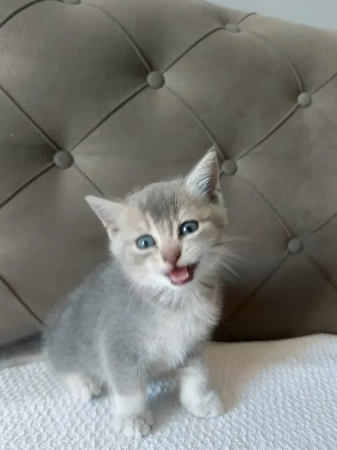 british shorthair yavrular — Foto 4