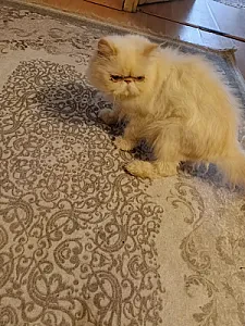 yok — Kedi