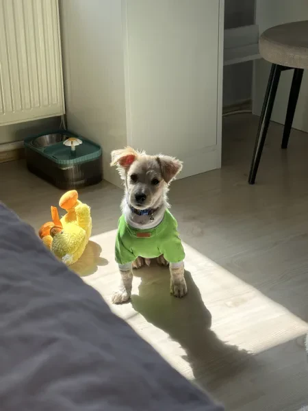 Leo - Köpek - Kocaeli sahiplendirme ilanı