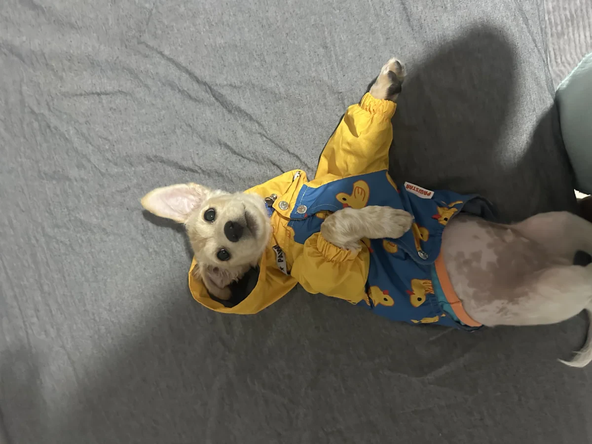 Leo — Foto 3