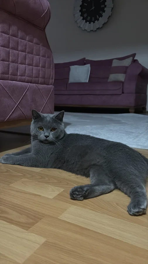 duman — Foto 1
