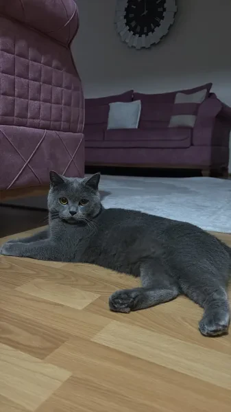 duman - Kedi - Ankara sahiplendirme ilanı