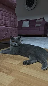 duman — Kedi