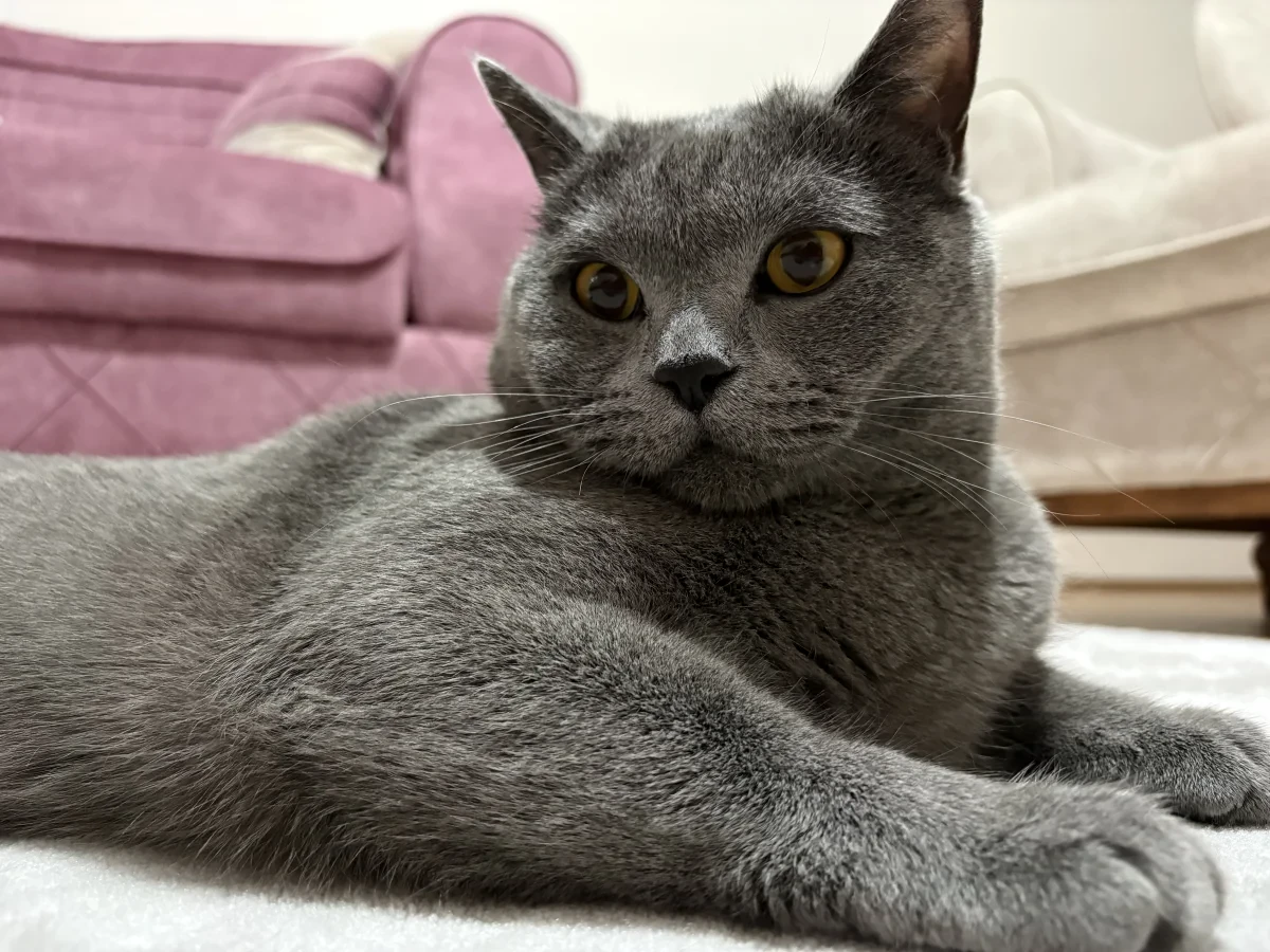 duman — Foto 2