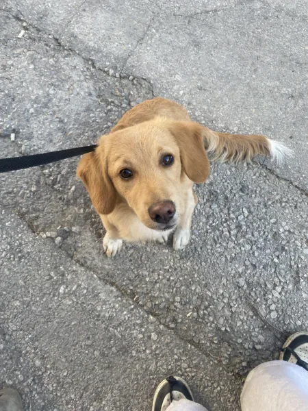 Leo - Köpek - Ankara sahiplendirme ilanı