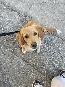 Leo — Köpek