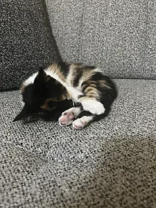 karam — Kedi