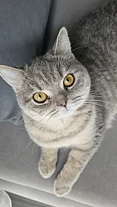 Lizbon — Kedi