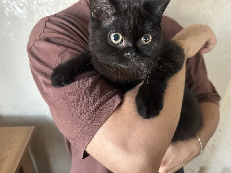kedi - Kedi - İstanbul sahiplendirme ilanı