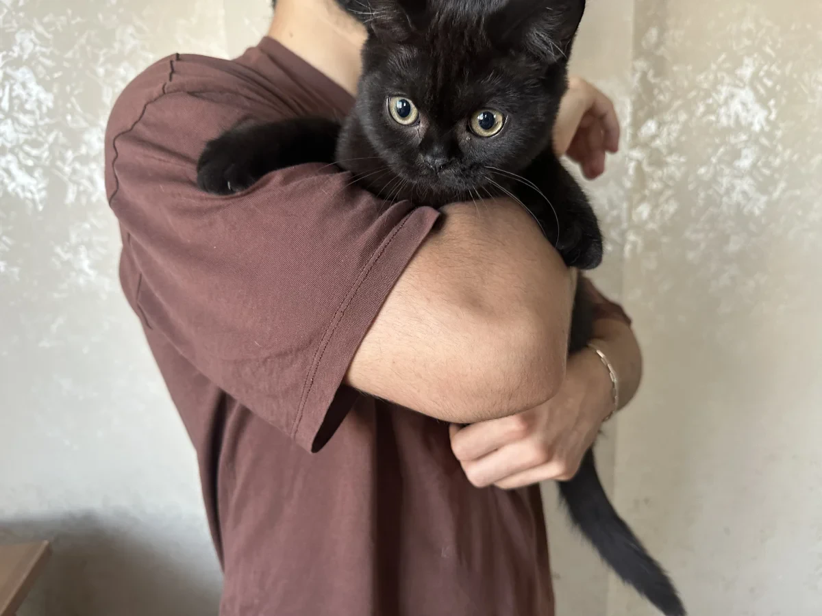 kedi — Foto 2