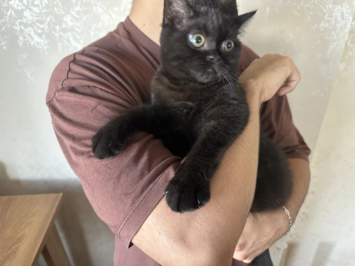 kedi — Foto 3